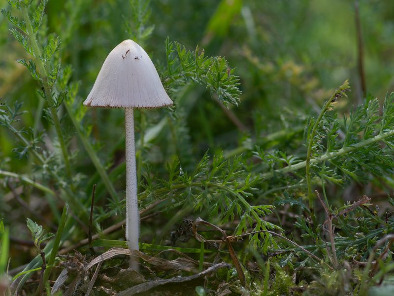 Conocybe albipes